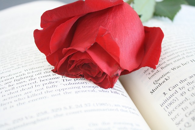 rose 615251 640
